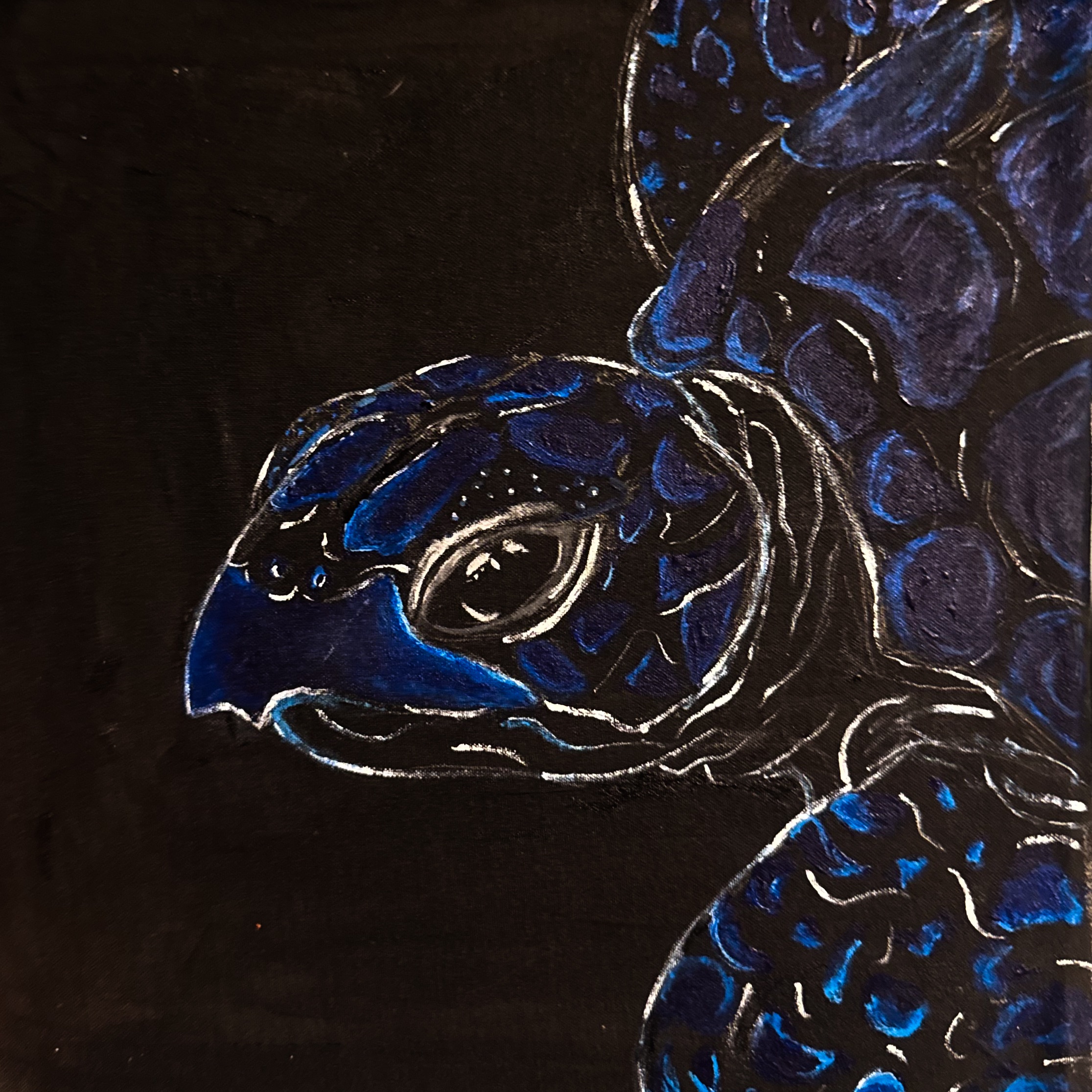 Midnight Sea Turtle