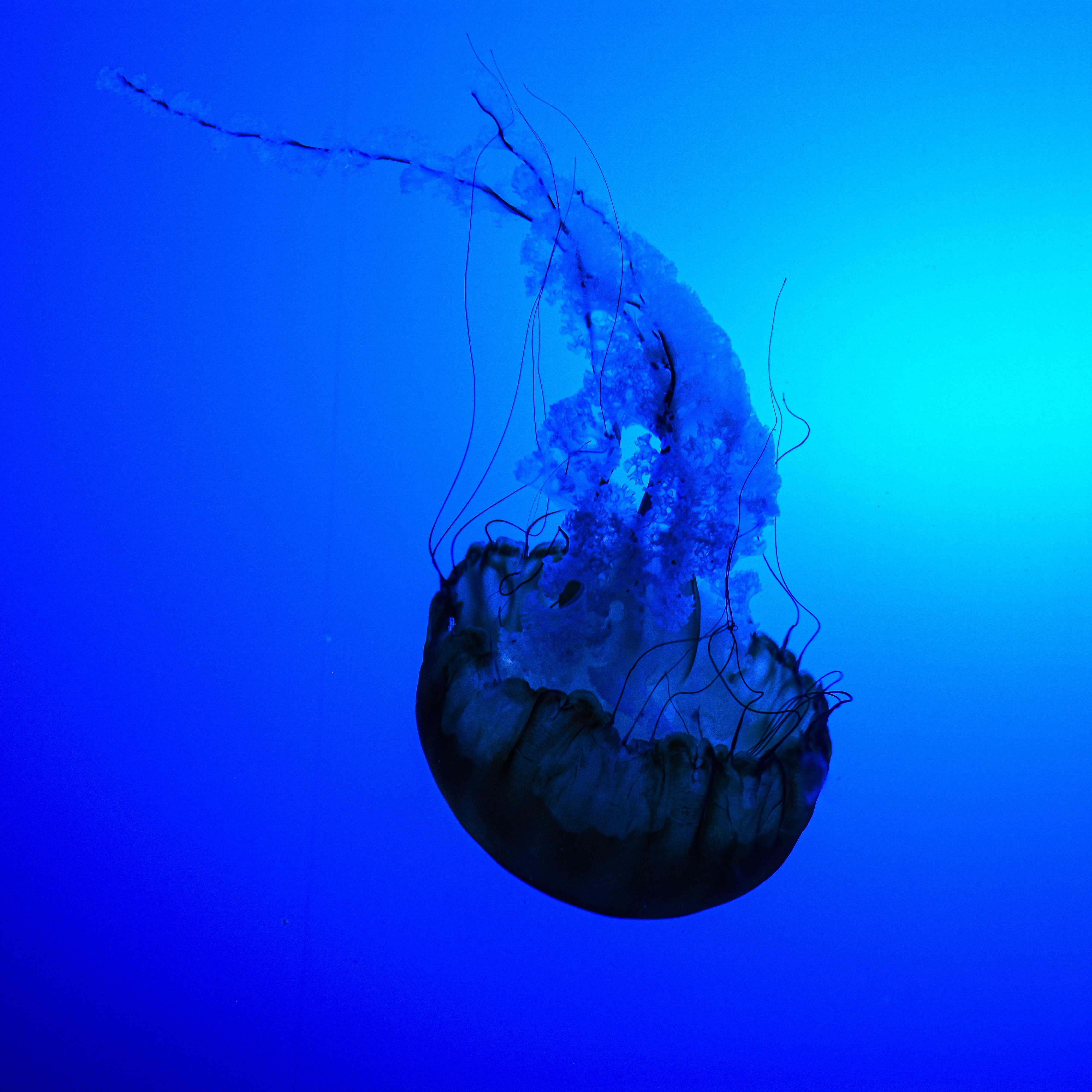 Jelly Drift